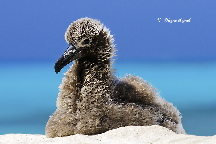 Black-footed Albatross Chick 101 by Dr. Wayne Lynch &copy;